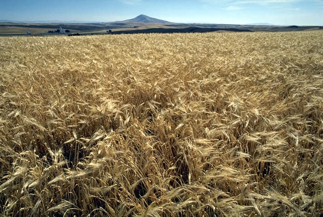 مالتِ جو (خوراکی/آبجوسازی) — Brewing & Food Malt